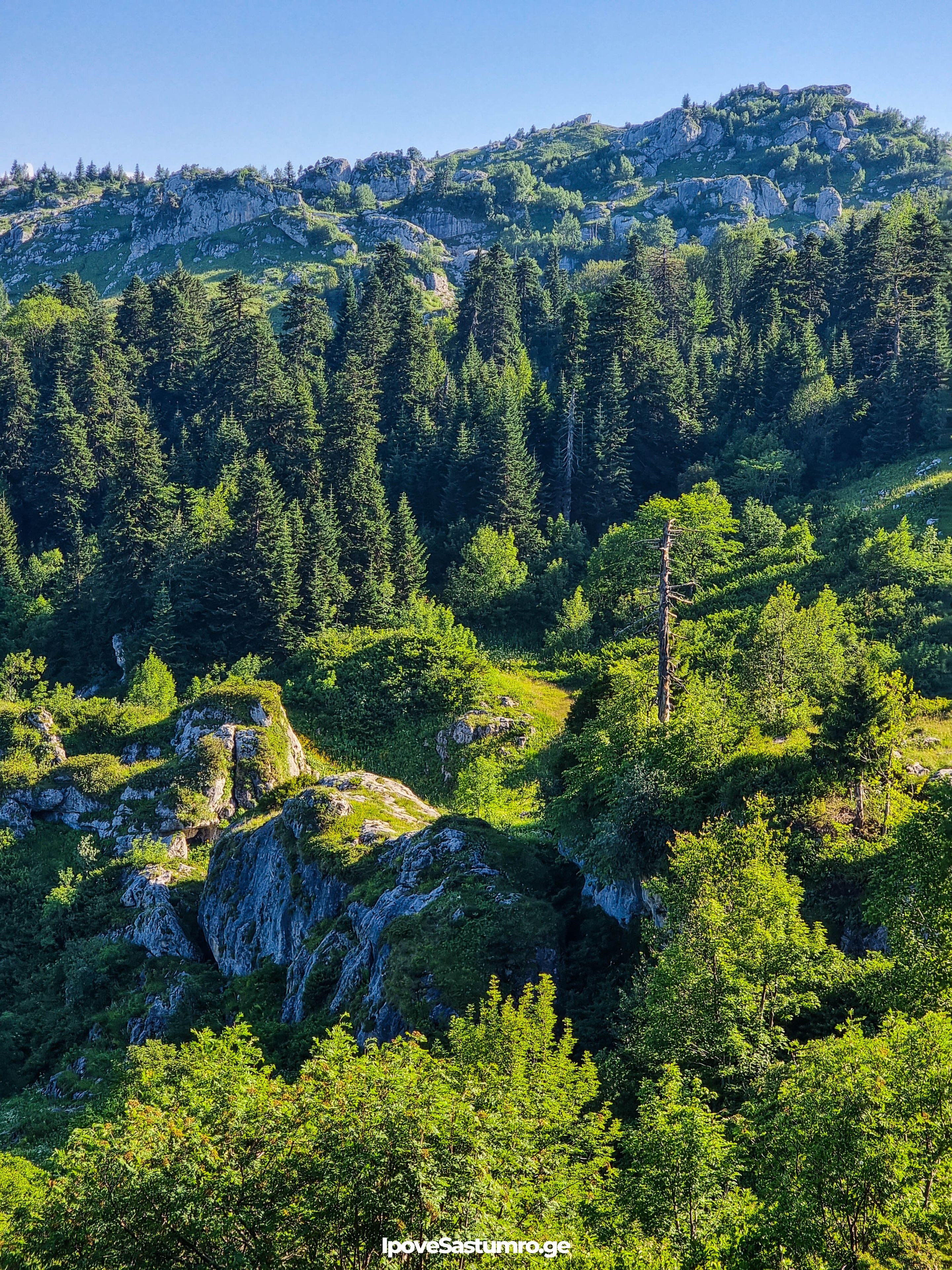 ტყე, ხვამლის მთა - Forest, Khvamli mountain